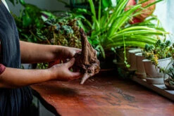 Natural Driftwood For Moss Terrarium, Miniature, Micro Landscape, Unique 12-27, Suitable For Both Live And Preserved Moss -Ncyp Garden Sale Shop IMG 2318