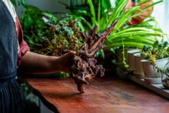 Natural Driftwood For Moss Terrarium, Miniature, Micro Landscape, Unique 12-27, Suitable For Both Live And Preserved Moss -Ncyp Garden Sale Shop IMG 2319