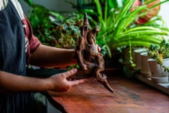 Natural Driftwood For Moss Terrarium, Miniature, Micro Landscape, Unique 12-27, Suitable For Both Live And Preserved Moss -Ncyp Garden Sale Shop IMG 2320