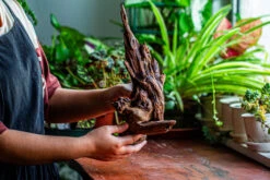 Natural Driftwood For Moss Terrarium, Miniature, Micro Landscape, Unique 12-27, Suitable For Both Live And Preserved Moss -Ncyp Garden Sale Shop IMG 2321 a4d2e4aa 077a 4fa9 a310 5b879ebd68ac