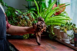 Natural Driftwood For Moss Terrarium, Miniature, Micro Landscape, Unique 12-14, Suitable For Both Live And Preserved Moss -Ncyp Garden Sale Shop IMG 2325