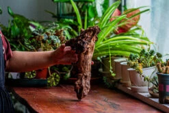 Natural Driftwood For Moss Terrarium, Miniature, Micro Landscape, Unique 12-17, Suitable For Both Live And Preserved Moss -Ncyp Garden Sale Shop IMG 2328