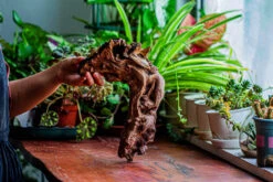 Natural Driftwood For Moss Terrarium, Miniature, Micro Landscape, Unique 12-17, Suitable For Both Live And Preserved Moss -Ncyp Garden Sale Shop IMG 2329