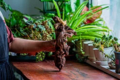 Natural Driftwood For Moss Terrarium, Miniature, Micro Landscape, Unique 12-17, Suitable For Both Live And Preserved Moss -Ncyp Garden Sale Shop IMG 2330