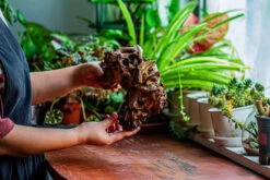 Natural Driftwood For Moss Terrarium, Miniature, Micro Landscape, Unique 12-17, Suitable For Both Live And Preserved Moss -Ncyp Garden Sale Shop IMG 2331