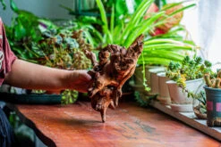 Natural Driftwood For Moss Terrarium, Miniature, Micro Landscape, Unique 12-21, Suitable For Both Live And Preserved Moss -Ncyp Garden Sale Shop IMG 2341