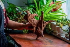 Natural Driftwood For Moss Terrarium, Miniature, Micro Landscape, Unique 12-21, Suitable For Both Live And Preserved Moss -Ncyp Garden Sale Shop IMG 2342