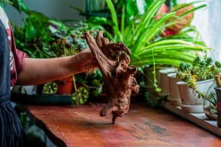 Natural Driftwood For Moss Terrarium, Miniature, Micro Landscape, Unique 12-21, Suitable For Both Live And Preserved Moss -Ncyp Garden Sale Shop IMG 2343