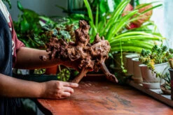 Natural Driftwood For Moss Terrarium, Miniature, Micro Landscape, Unique 12-21, Suitable For Both Live And Preserved Moss -Ncyp Garden Sale Shop IMG 2344