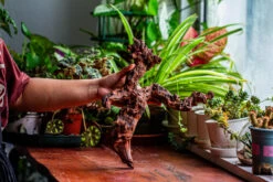 Natural Driftwood For Moss Terrarium, Miniature, Micro Landscape, Unique 12-24, Suitable For Both Live And Preserved Moss -Ncyp Garden Sale Shop IMG 2347