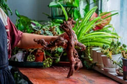 Natural Driftwood For Moss Terrarium, Miniature, Micro Landscape, Unique 12-24, Suitable For Both Live And Preserved Moss -Ncyp Garden Sale Shop IMG 2348