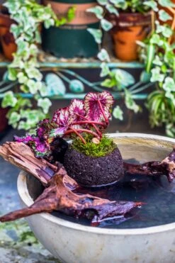 3 Units 10cm / 3.7" Round Red Horticultural Lava Rock Volcanic Rock Planter For Succulents, Moss, Tropical Palants, Terrariums 16 3 Units 10cm / 3.7" Round Red Horticultural Lava Rock Volcanic Rock Planter For Succulents, Moss, Tropical Palants, Terrariums -Ncyp Garden Sale Shop IMG 2349
