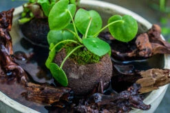 9cm / 3.5" Round Black Horticultural Lava Rock Volcanic Rock Planter For Succulents, Moss, Tropical Palants, Terrariums -Ncyp Garden Sale Shop IMG 2357 2