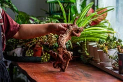 Natural Driftwood For Moss Terrarium, Miniature, Micro Landscape, Unique 12-2, Suitable For Both Live And Preserved Moss -Ncyp Garden Sale Shop IMG 2359 9647989a 3dc8 4927 b976 dcffb90d613c