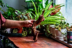 Natural Driftwood For Moss Terrarium, Miniature, Micro Landscape, Unique 12-2, Suitable For Both Live And Preserved Moss -Ncyp Garden Sale Shop IMG 2360