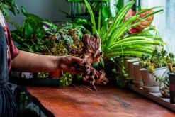 Natural Driftwood For Moss Terrarium, Miniature, Micro Landscape, Unique 12-2, Suitable For Both Live And Preserved Moss -Ncyp Garden Sale Shop IMG 2361 3d152afa 0515 48a7 bcae e7f5e83889e9