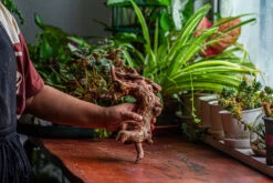 Natural Driftwood For Moss Terrarium, Miniature, Micro Landscape, Unique 12-2, Suitable For Both Live And Preserved Moss -Ncyp Garden Sale Shop IMG 2362