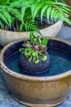 3 Unit 12cm / 4.7" Round Red Horticultural Lava Rock Volcanic Rock Planter For Succulents, Moss, Tropical Palants, Terrariums -Ncyp Garden Sale Shop IMG 2363