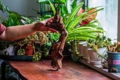 Natural Driftwood For Moss Terrarium, Miniature, Micro Landscape, Unique 12-9, Suitable For Both Live And Preserved Moss -Ncyp Garden Sale Shop IMG 2379