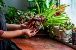 Natural Driftwood For Moss Terrarium, Miniature, Micro Landscape, Unique 12-9, Suitable For Both Live And Preserved Moss -Ncyp Garden Sale Shop IMG 2380