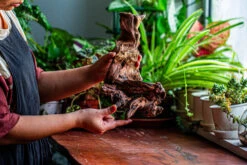 Natural Driftwood For Moss Terrarium, Miniature, Micro Landscape, Unique 12-9, Suitable For Both Live And Preserved Moss -Ncyp Garden Sale Shop IMG 2381