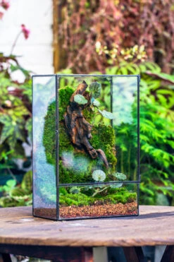 Red Horticultural Lava Rock Volcanic Rock Soil For Cacti Succulents Potted Plants Bonsai -Ncyp Garden Sale Shop IMG 2441