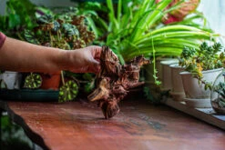 Natural Driftwood For Moss Terrarium, Miniature, Micro Landscape, Unique 12-52, Suitable For Both Live And Preserved Moss -Ncyp Garden Sale Shop IMG 2477 226ccd3c 1cc2 46c5 9862 5f4da4bb13f5