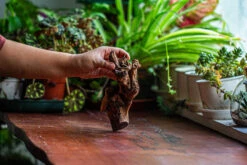 Natural Driftwood For Moss Terrarium, Miniature, Micro Landscape, Unique 12-52, Suitable For Both Live And Preserved Moss -Ncyp Garden Sale Shop IMG 2478 a9ce590b 4f50 4ca0 b35d 6ef941b390b4