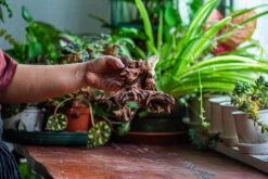 Natural Driftwood For Moss Terrarium, Miniature, Micro Landscape, Unique 12-52, Suitable For Both Live And Preserved Moss -Ncyp Garden Sale Shop IMG 2481