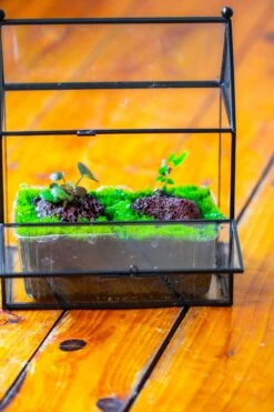 NCYP Simplified House Shape Glass Geometric Terrarium, With Side Door, With Mesh Vent Holes For Small Insects Pet -Ncyp Garden Sale Shop IMG 2486