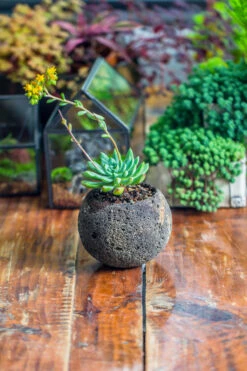 3 Units 8cm / 3.1" Round Black Horticultural Lava Rock Volcanic Rock Planter For Succulents, Moss, Tropical Palants, Terrariums -Ncyp Garden Sale Shop IMG 2650
