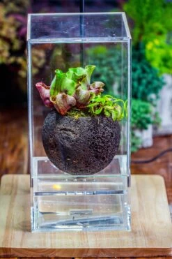 3 Unit 12cm / 4.7" Round Red Horticultural Lava Rock Volcanic Rock Planter For Succulents, Moss, Tropical Palants, Terrariums -Ncyp Garden Sale Shop IMG 2653