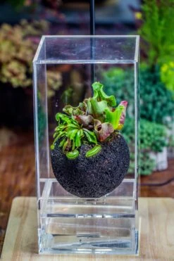 3 Unit 12cm / 4.7" Round Red Horticultural Lava Rock Volcanic Rock Planter For Succulents, Moss, Tropical Palants, Terrariums -Ncyp Garden Sale Shop IMG 2658