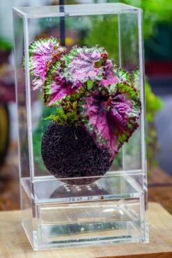 3 Units 10cm / 3.7" Round Red Horticultural Lava Rock Volcanic Rock Planter For Succulents, Moss, Tropical Palants, Terrariums 17 3 Units 10cm / 3.7" Round Red Horticultural Lava Rock Volcanic Rock Planter For Succulents, Moss, Tropical Palants, Terrariums -Ncyp Garden Sale Shop IMG 2661