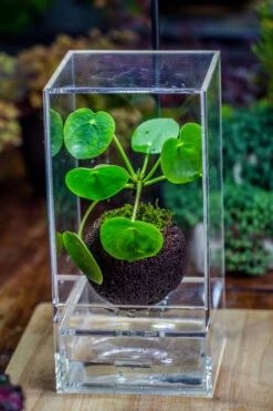 DIY Set 9cm / 3.5" Round Horticultural Lava Rock Volcanic Rock Planter And Moss Building Kit -Ncyp Garden Sale Shop IMG 2667 3 a964e00d 0348 46d7 8ce8 543d976b364d