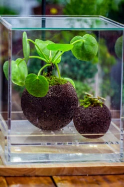 9cm / 3.5" Round Black Horticultural Lava Rock Volcanic Rock Planter For Succulents, Moss, Tropical Palants, Terrariums -Ncyp Garden Sale Shop IMG 2669