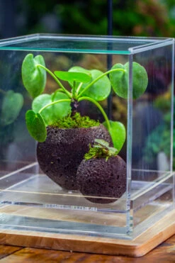 9cm / 3.5" Round Black Horticultural Lava Rock Volcanic Rock Planter For Succulents, Moss, Tropical Palants, Terrariums -Ncyp Garden Sale Shop IMG 2671