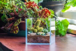 Red Horticultural Lava Rock Volcanic Rock Soil For Cacti Succulents Potted Plants Bonsai -Ncyp Garden Sale Shop IMG 2791