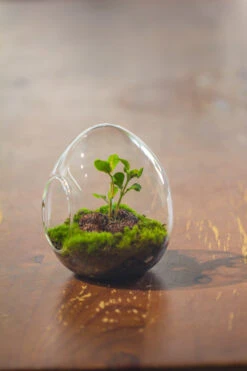 Dried Moss, 24L For DIY, Terrarium Building, Microlandscape, Orchid, Fern, Vertical Gardening 36 Dried Moss, 24L For DIY, Terrarium Building, Microlandscape, Orchid, Fern, Vertical Gardening -Ncyp Garden Sale Shop IMG 2908