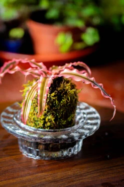 Live Dry Hypnum Plumaeforme Wils. Moss Ball, Kokedama -Ncyp Garden Sale Shop IMG 3041