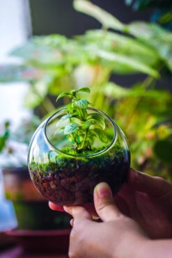 Red Horticultural Lava Rock Volcanic Rock Soil For Cacti Succulents Potted Plants Bonsai -Ncyp Garden Sale Shop IMG 3045 2