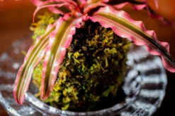 Live Dry Hypnum Plumaeforme Wils. Moss Ball, Kokedama -Ncyp Garden Sale Shop IMG 3045