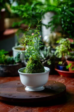 Live Dry Hypnum Plumaeforme Wils. Moss Ball, Kokedama -Ncyp Garden Sale Shop IMG 3047