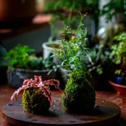 Live Dry Hypnum Plumaeforme Wils. Moss Ball, Kokedama