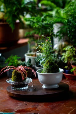 Live Dry Hypnum Plumaeforme Wils. Moss Ball, Kokedama -Ncyp Garden Sale Shop IMG 3053