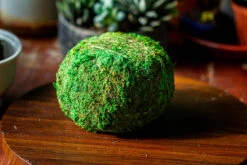 Preserved Hypnum Plumaeforme Wils. Moss Ball, Kokedama Planter -Ncyp Garden Sale Shop IMG 3063