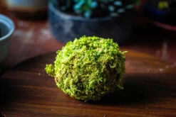Live Dry Hypnum Plumaeforme Wils. Moss Ball, Kokedama -Ncyp Garden Sale Shop IMG 3066