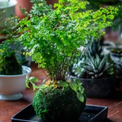 Preserved Hypnum Plumaeforme Wils. Moss Ball, Kokedama Planter -Ncyp Garden Sale Shop IMG 3088