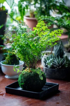 Preserved Hypnum Plumaeforme Wils. Moss Ball, Kokedama Planter -Ncyp Garden Sale Shop IMG 3089