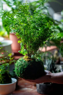 Preserved Hypnum Plumaeforme Wils. Moss Ball, Kokedama Planter -Ncyp Garden Sale Shop IMG 3097